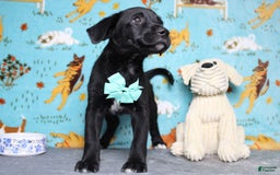 Labrador Retriever dogs for sale: Obsidian - Image 13