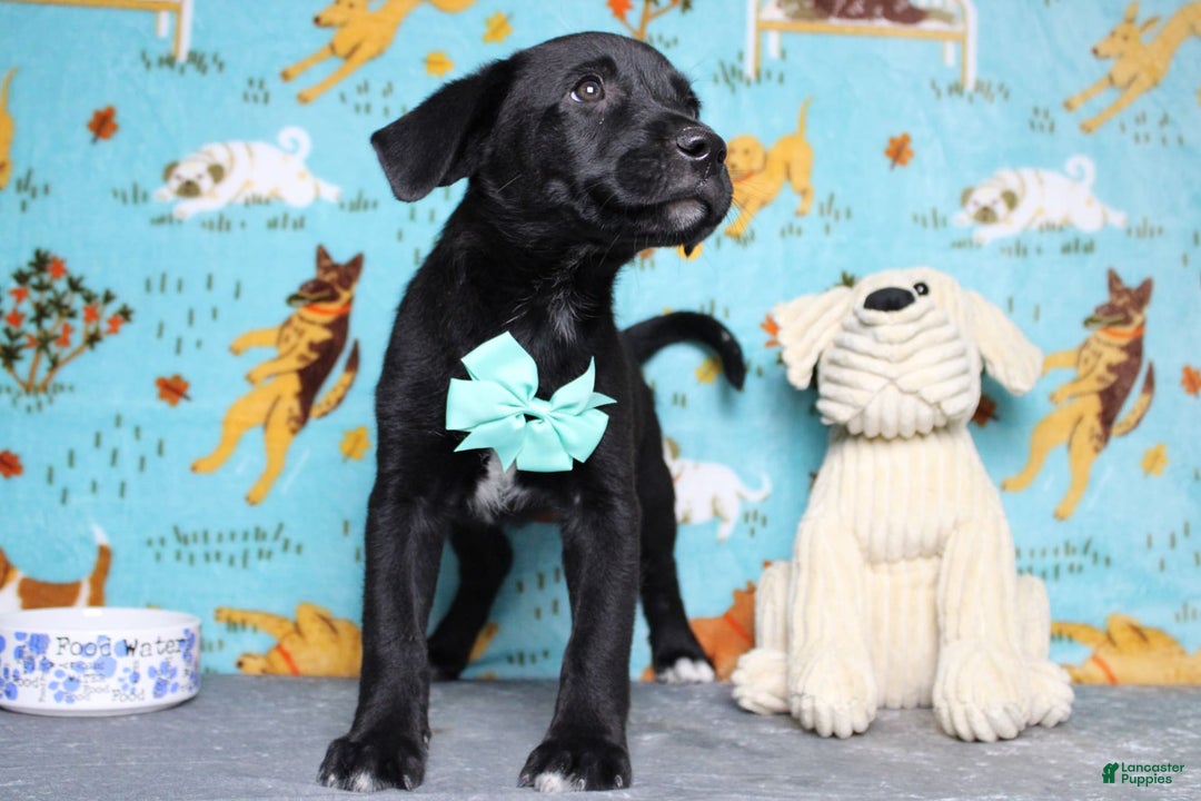Labrador Retriever dogs for sale: Obsidian - Image 13