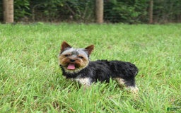 Yorkshire Terrier dogs for sale: D Awesome Blue Amulet - Image 3