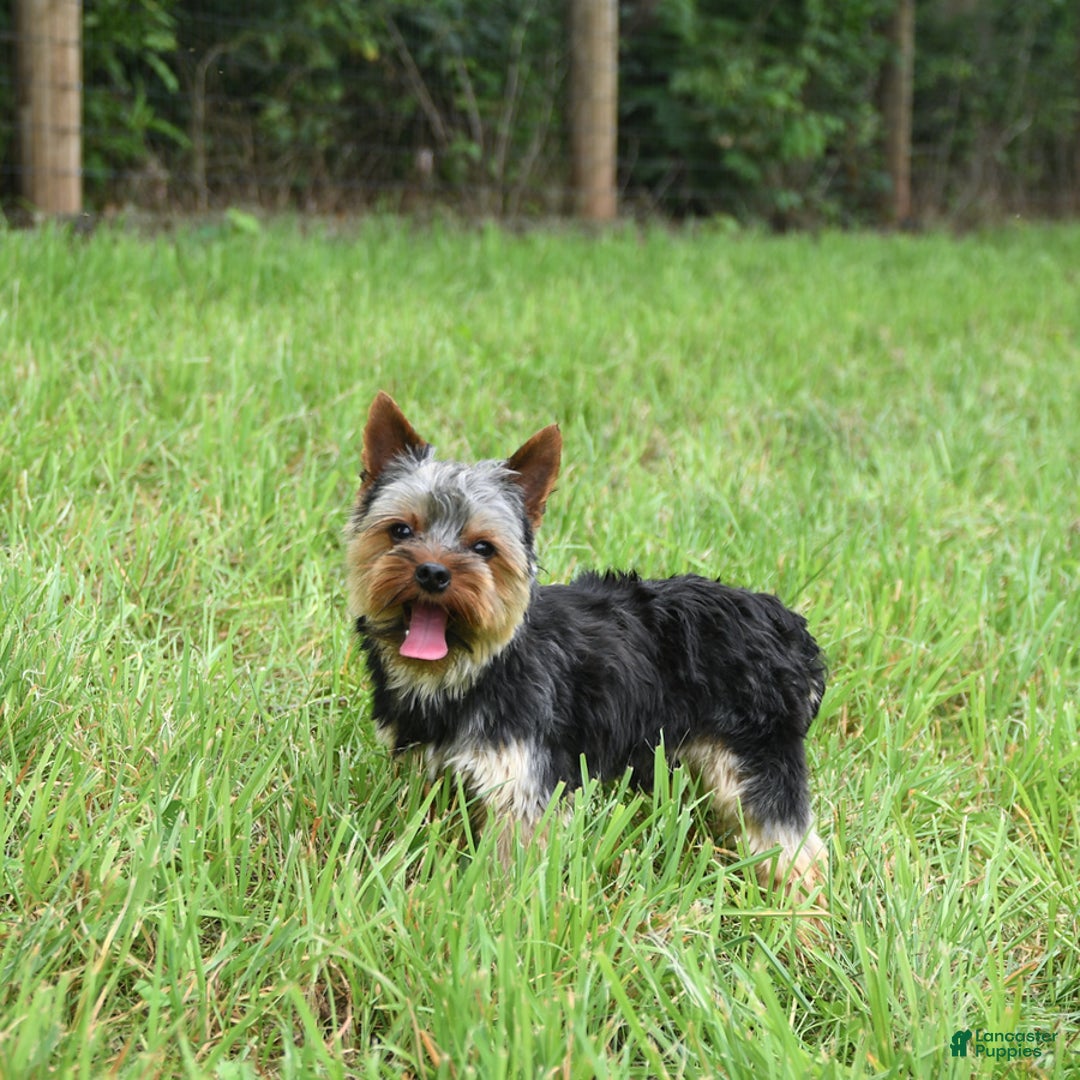 Yorkshire Terrier dogs for sale: D Awesome Blue Amulet - Image 3
