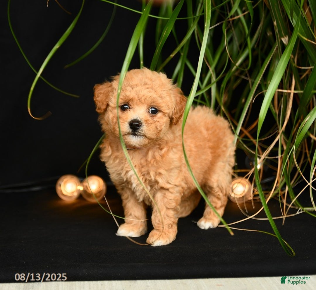 Teddy Bear dogs for sale: Rythmn - Image 3