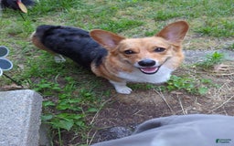 Welsh Corgi Pembroke dogs for sale: Redwhitefemale - Image 12