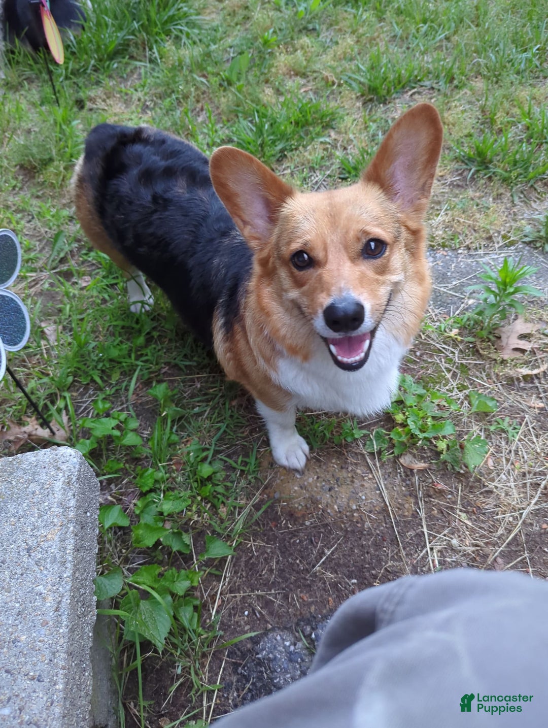 Welsh Corgi Pembroke dogs for sale: Redwhitefemale - Image 12