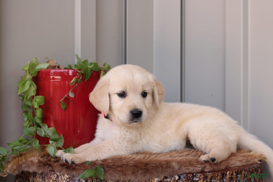 Golden Retriever dogs for sale: Rose - Image 1