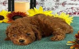Toy Poodle dogs for sale: Tulip - Image 1