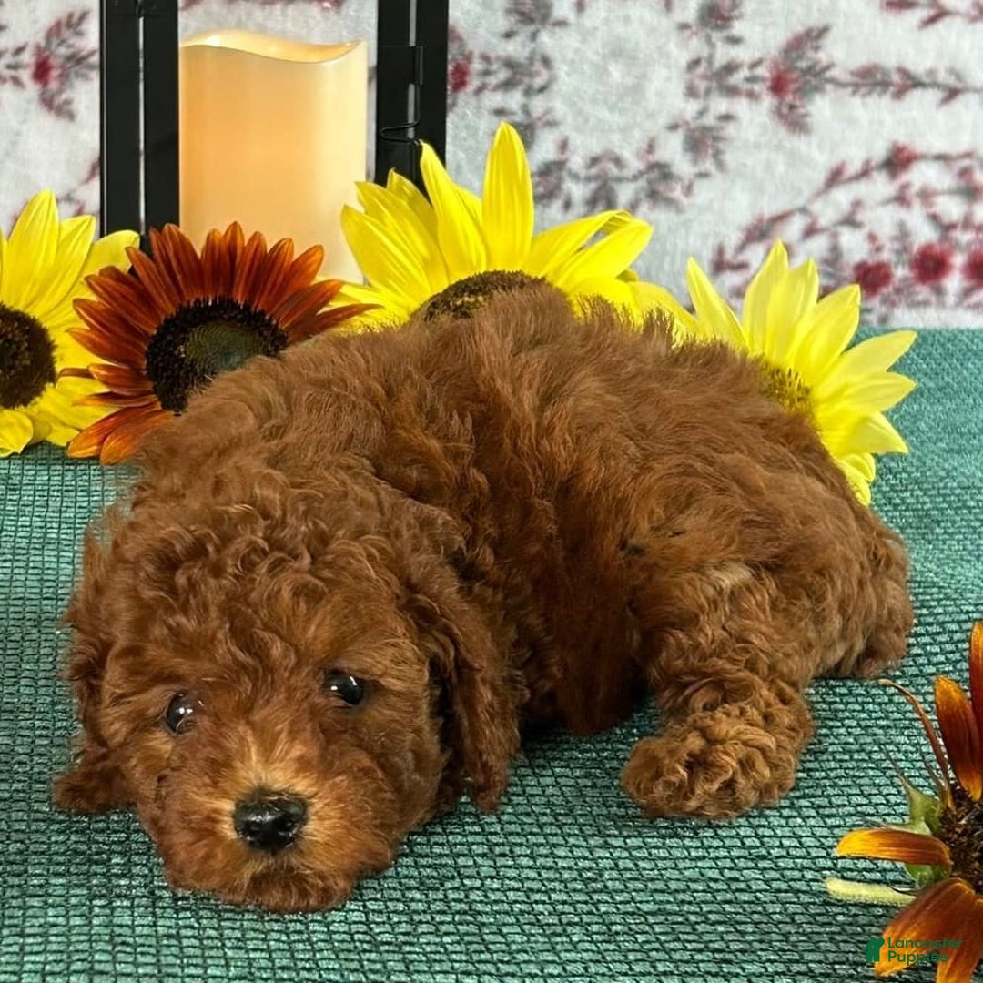 Toy Poodle dogs for sale: Tulip - Image 1