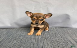 Chihuahua dogs for sale: Reggie - Image 2
