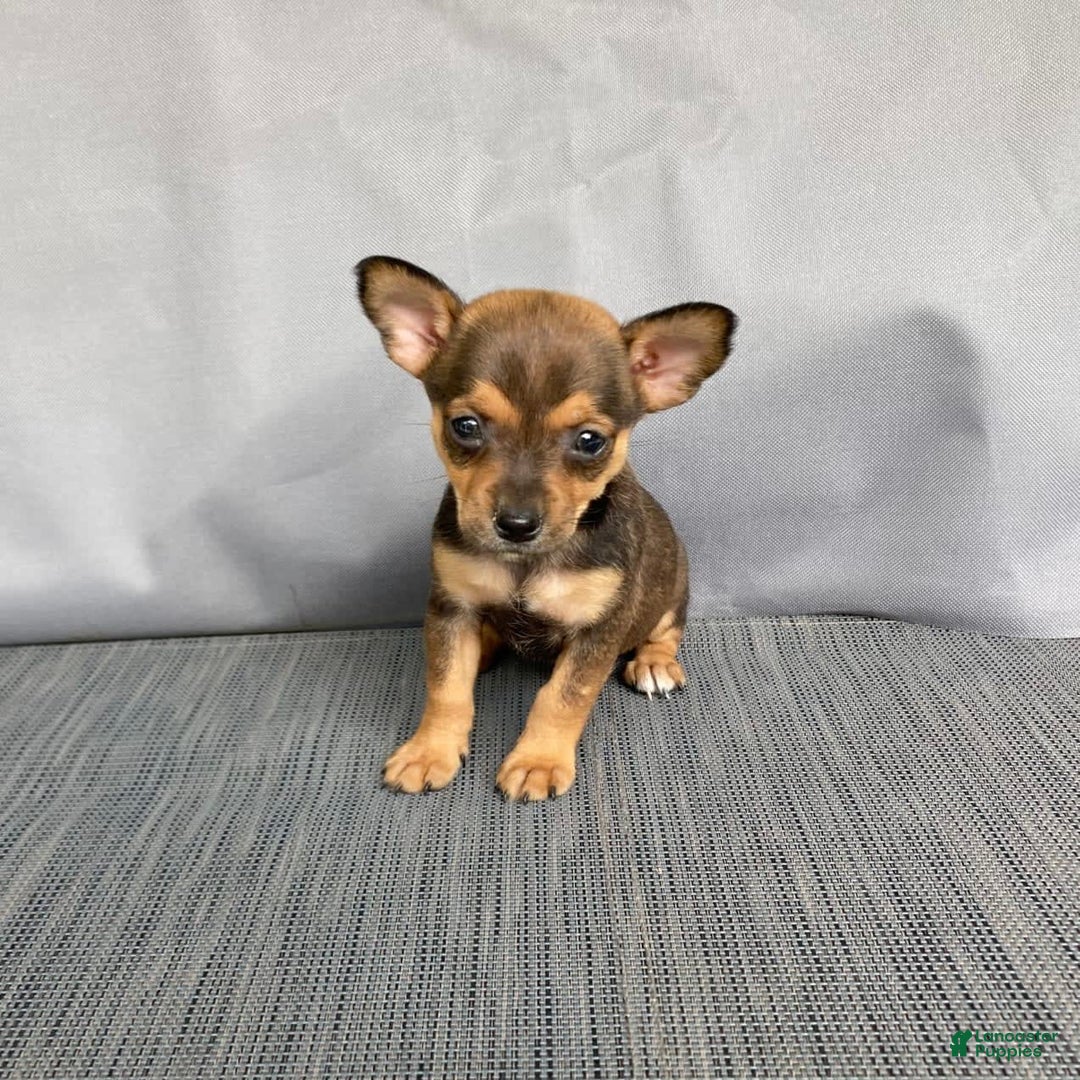 Chihuahua dogs for sale: Reggie - Image 2