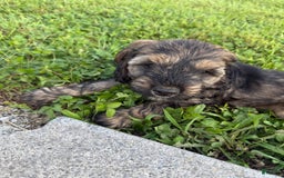 Cockapoo dogs for sale: Bandit - Image 10