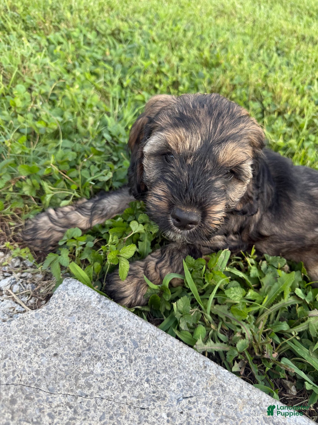 Cockapoo dogs for sale: Bandit - Image 10