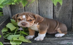 Beabull dogs for sale: Darcy - Image 3