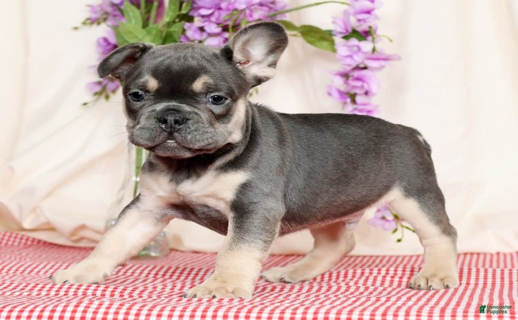 French Bulldog dogs for sale - Ad 4