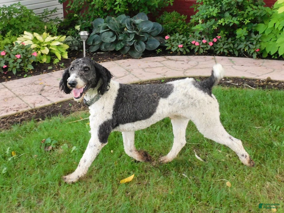 Standard Poodle dogs for sale: Max - Image 5
