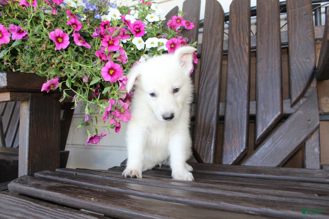 German Shepherd dogs for sale: Jim - Image 2