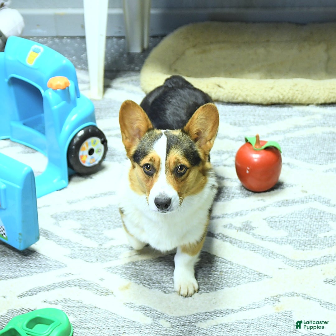 Welsh Corgi Pembroke dogs for sale: Linton - Image 16