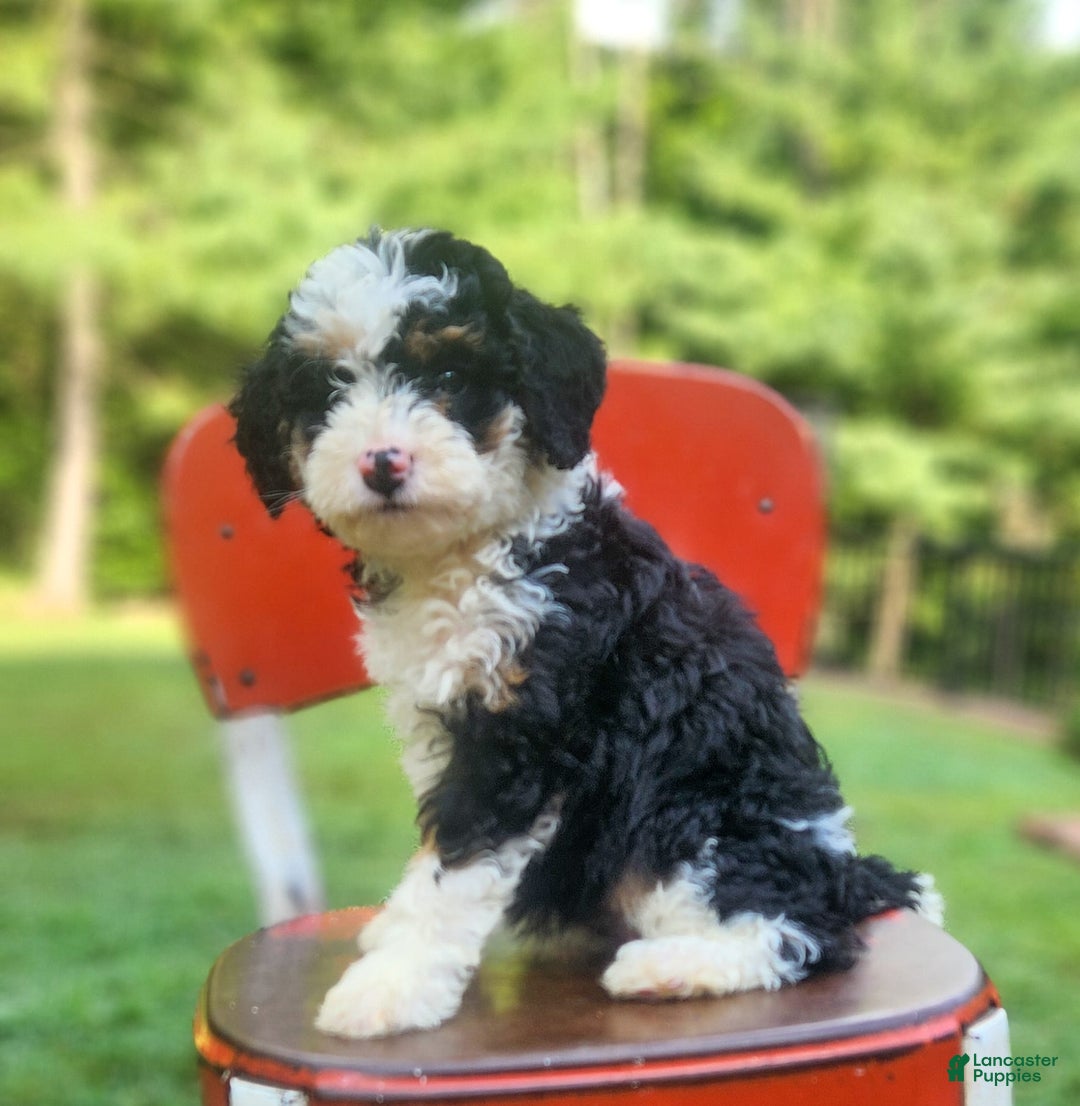 Mini Bernedoodle dogs for sale: Willow - Image 6