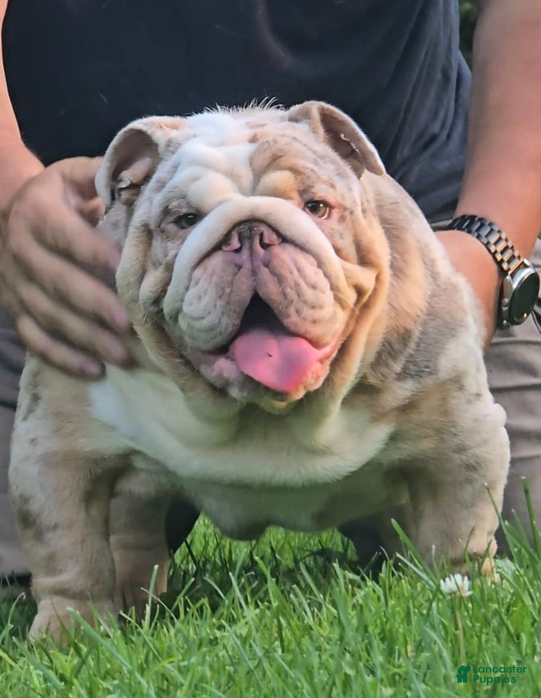 English Bulldog dogs for sale: Rj - Image 7
