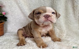 English Bulldog dogs for sale: Mose - Image 3