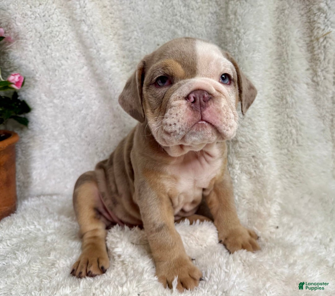 English Bulldog dogs for sale: Mose - Image 3
