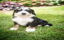Bernedoodle dogs for sale: Rebel - Image 4