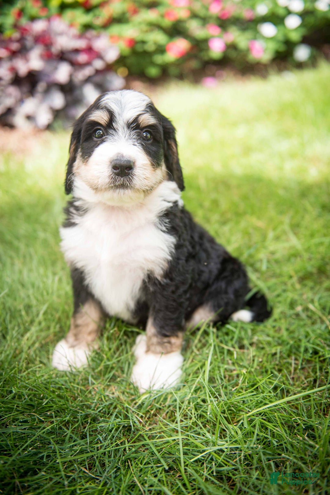 Bernedoodle dogs for sale: Rebel - Image 4
