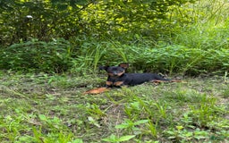 Miniature Pinscher dogs for sale: Willow - Image 3