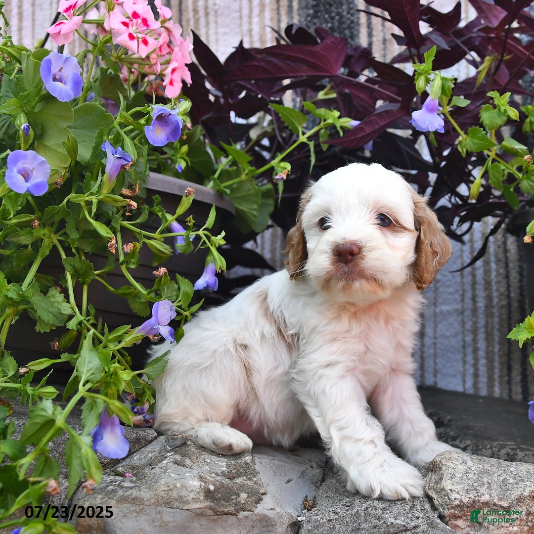 Cockapoo dogs for sale: Marshmallow - Image 1