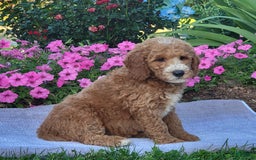 Goldendoodle dogs for sale: Rosie - Image 4