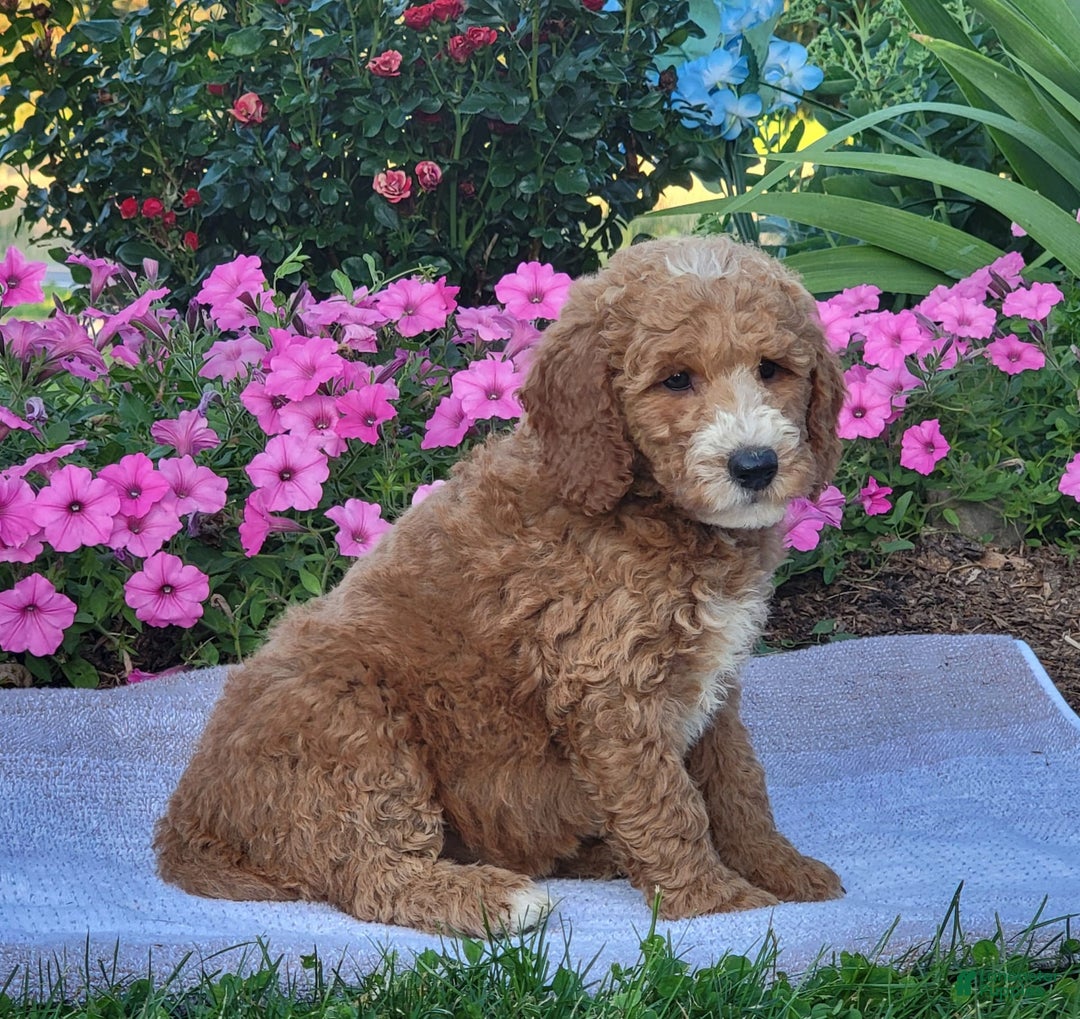 Goldendoodle dogs for sale: Rosie - Image 4
