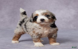 Mini Bernedoodle dogs for sale: Carter - Image 2