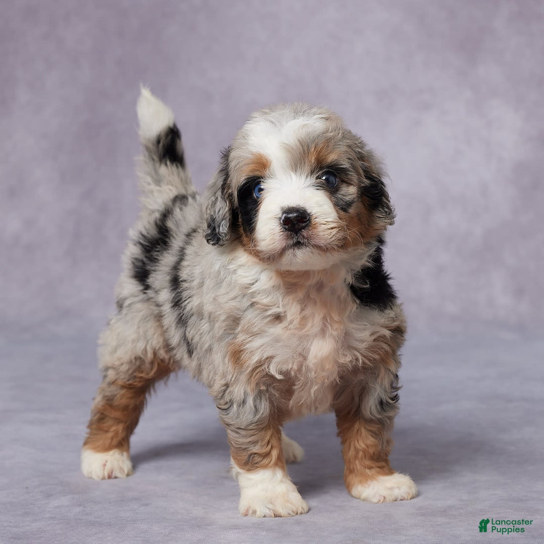 Mini Bernedoodle dogs for sale: Carter - Image 2