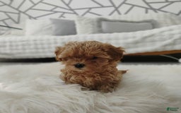 Maltipoo dogs for sale: Adriana - Image 4