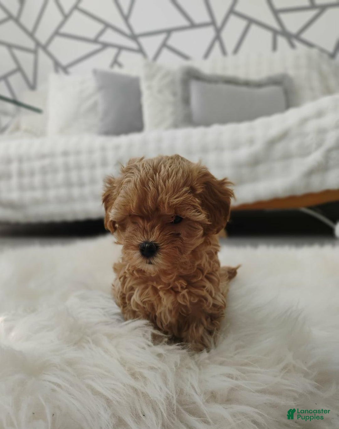 Maltipoo dogs for sale: Adriana - Image 4