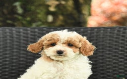 Cockapoo dogs for sale: Joy - Image 2