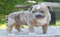 Olde English Bulldogge dogs for sale: Rosie Mini Bulldogge - Image 19
