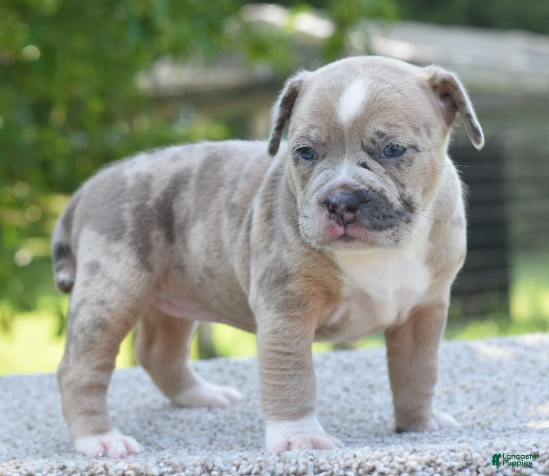 Olde English Bulldogge dogs for sale: Rosie Mini Bulldogge - Image 19