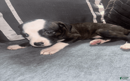 American Bully dogs for sale: Brindle - Image 4