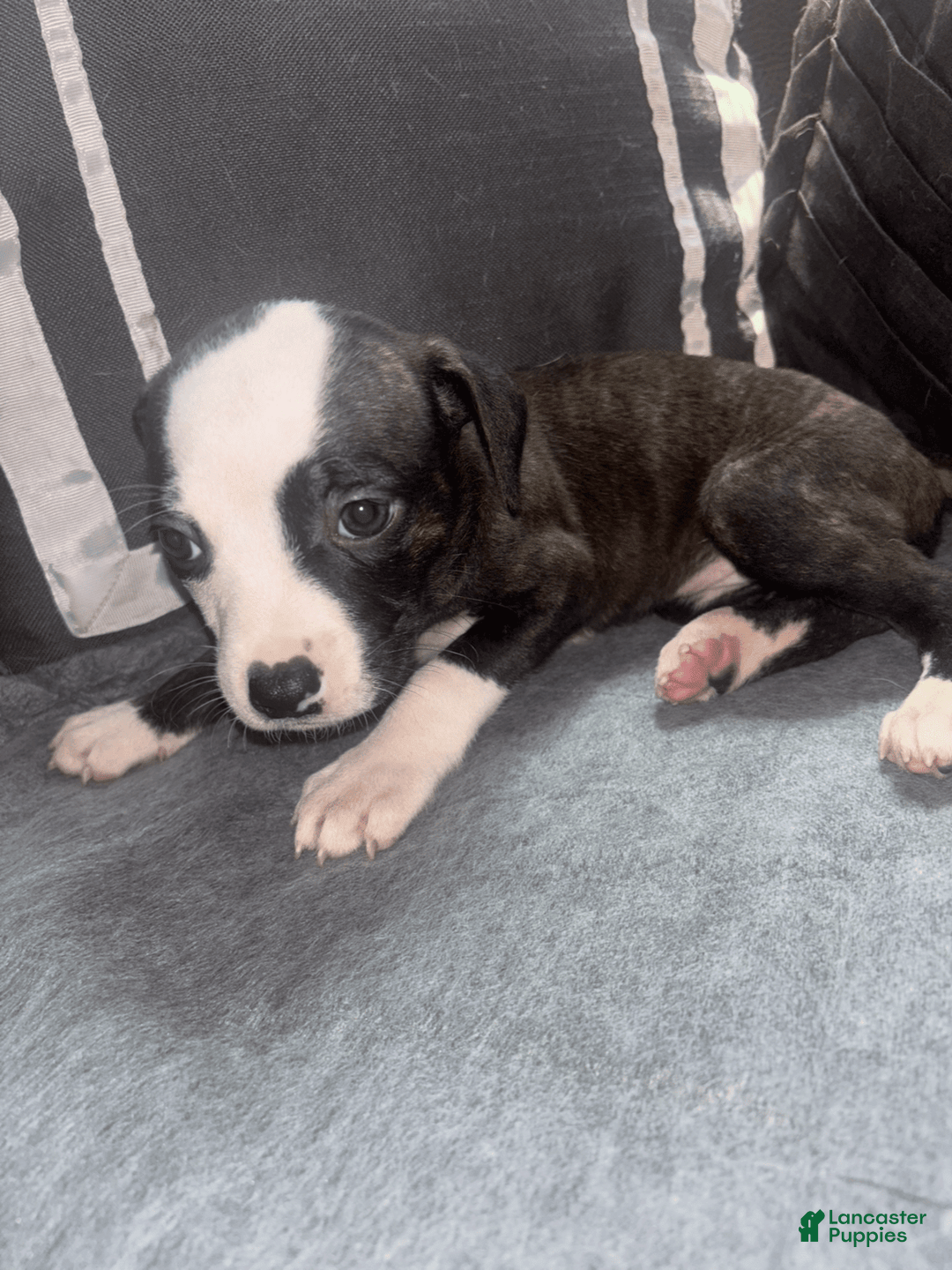 American Bully dogs for sale: Brindle - Image 4