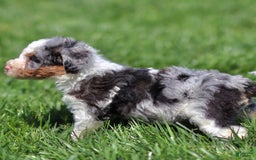 Mini Bernedoodle dogs for sale: Tate - Image 1