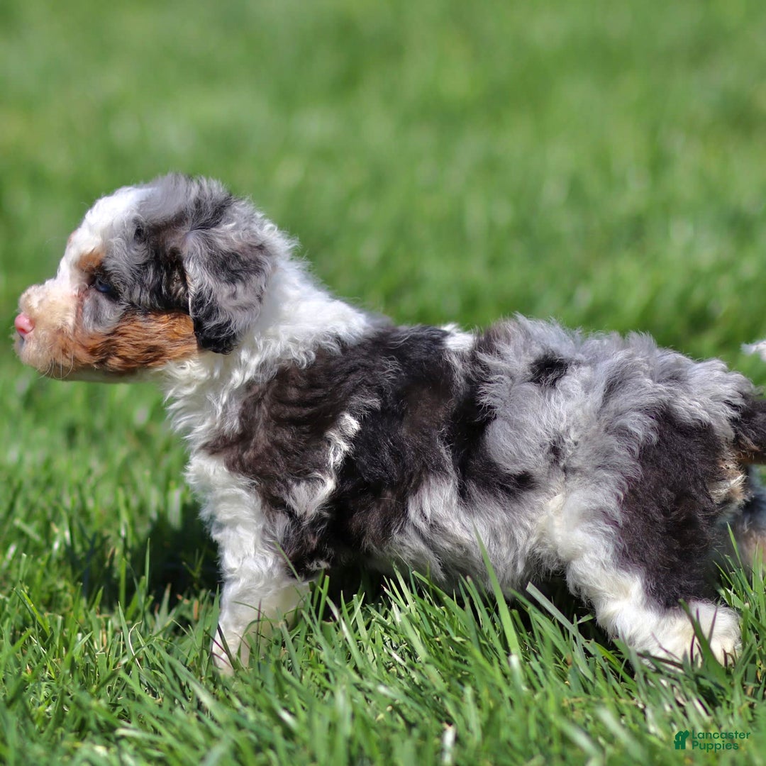 Mini Bernedoodle dogs for sale: Tate - Image 1