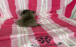 French Bulldog dogs for sale: Akc Blue Merle - Image 17