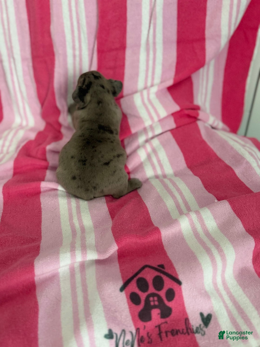 French Bulldog dogs for sale: Akc Blue Merle - Image 17