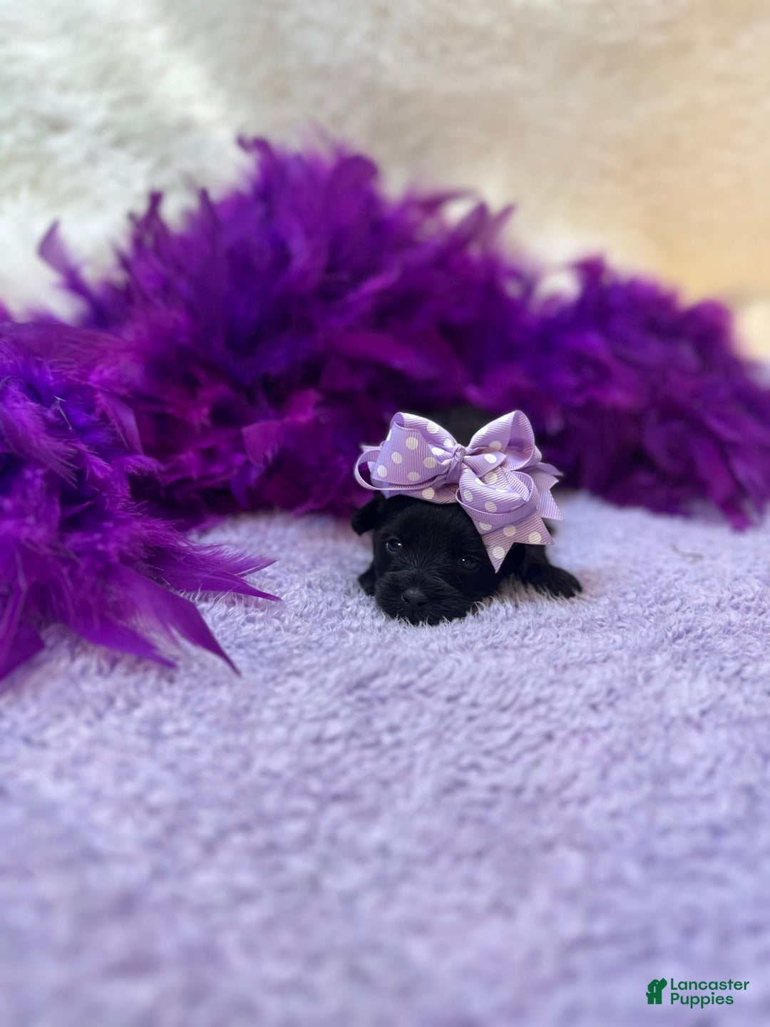 Morkie dogs for sale: Sugar - Image 10