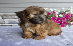 Shorkie dogs for sale: Enzo - Image 3