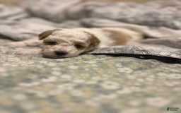 Miniature Poodle dogs for sale: Sonic - Image 13
