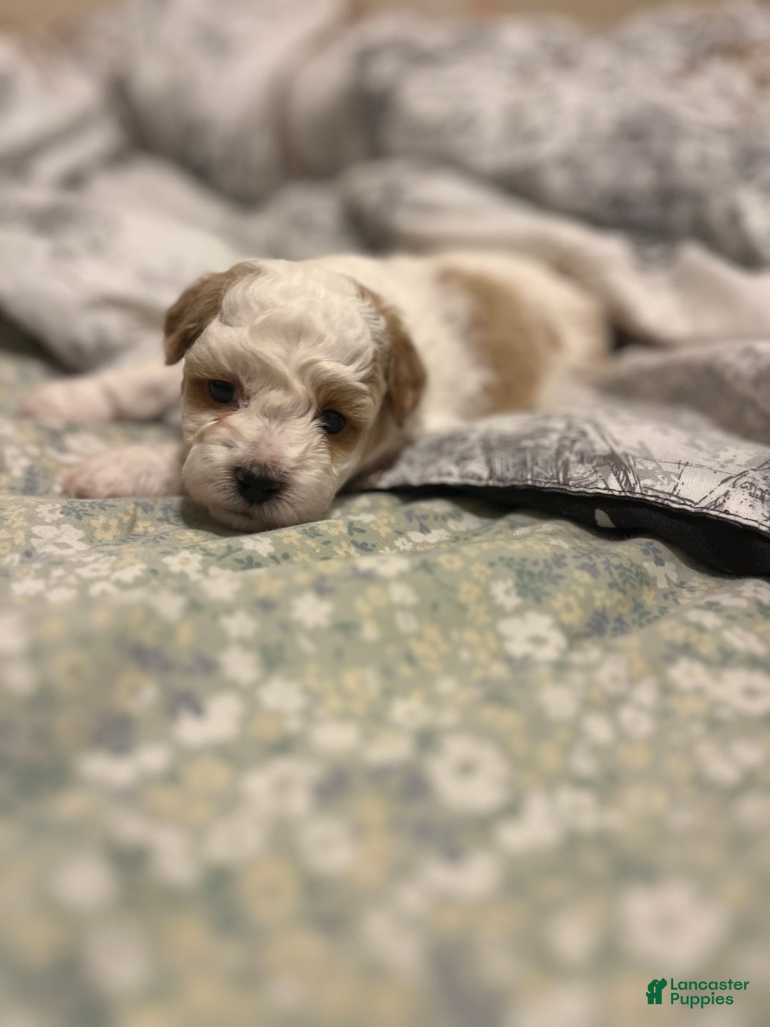 Miniature Poodle dogs for sale: Sonic - Image 13