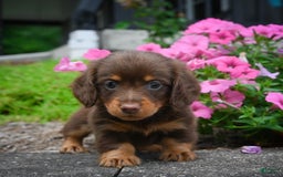 Miniature Dachshund dogs for sale: Snoopy - Image 5