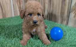 Miniature Poodle dogs for sale: Little Honey Boy - Image 2