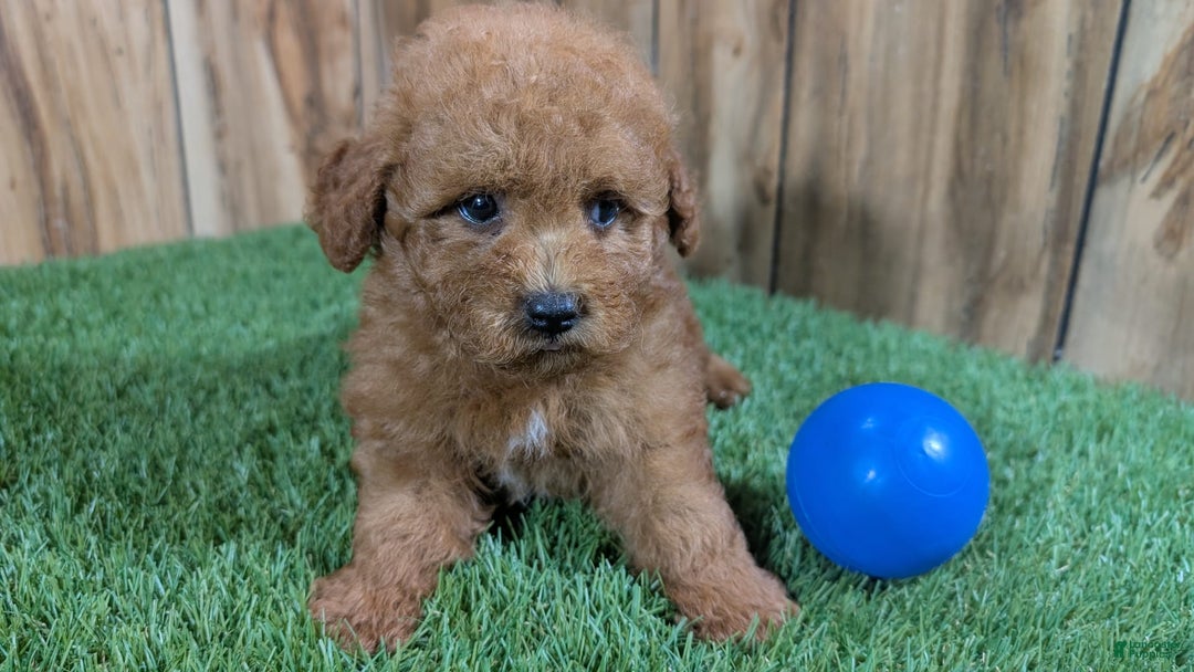 Miniature Poodle dogs for sale: Little Honey Boy - Image 2