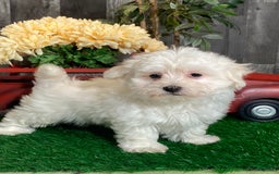 Coton De Tulear dogs for sale: Aaron - Image 3